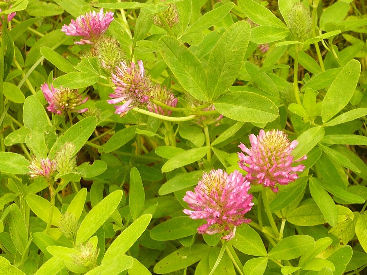 Trifolium medium subsp. medium (Fabaceae)
